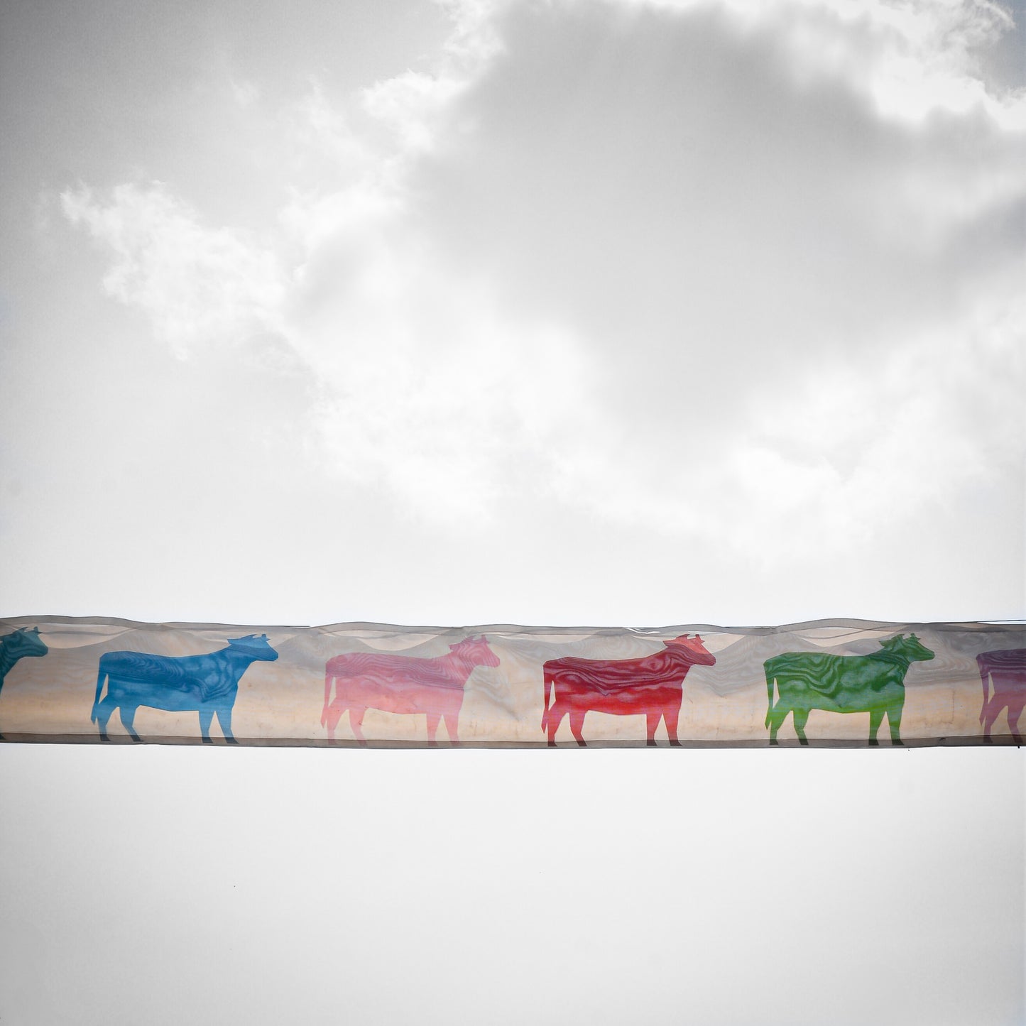 HUSUM auf Holz - Bunte Kühe am Himmel