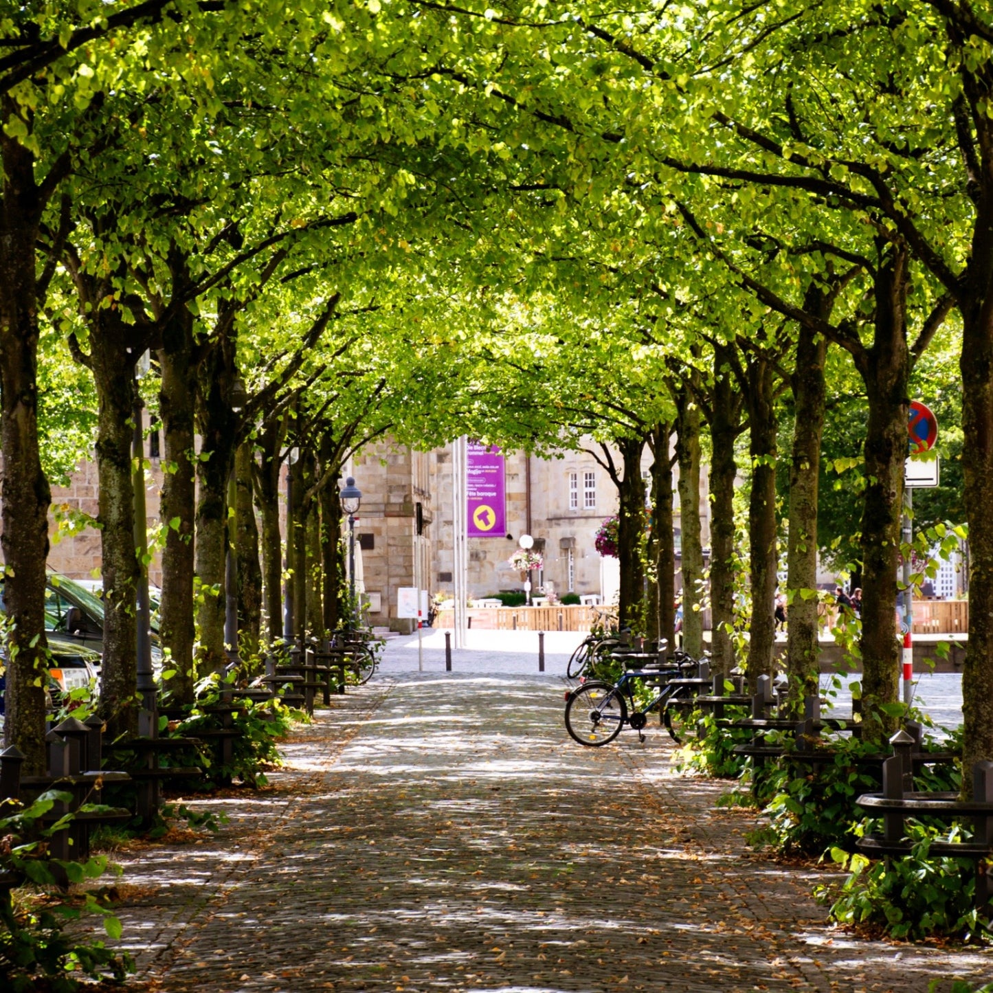 Lindenallee am Dom